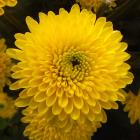 Chrysanthemum 'Sunny Ivis' Chrysanthemum thumb