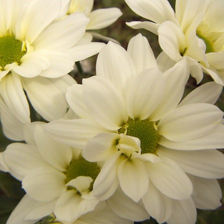 Chrysanthemum 'White Arie Regan' Chrysanthemum