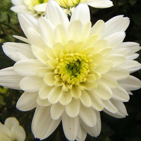 Chrysanthemum 'White Euro' Chrysanthemum