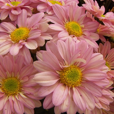 Chrysanthemum 'Dark Rosie Pink Regan' Chrysanthemum