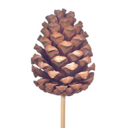 Pine cone on stem 'natural'