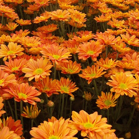 Chrysanthemum 'Dark Orange Regan' Chrysanthemum