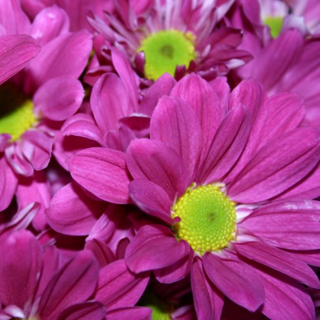 Chrysanthemum 'Pink Splendid Regan' Chrysanthemum