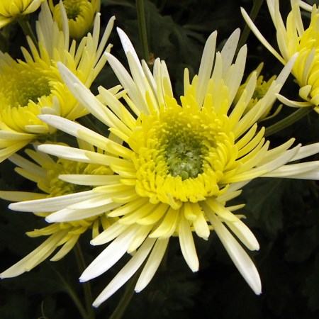 Chrysanthemum 'White Sheena' Chrysanthemum