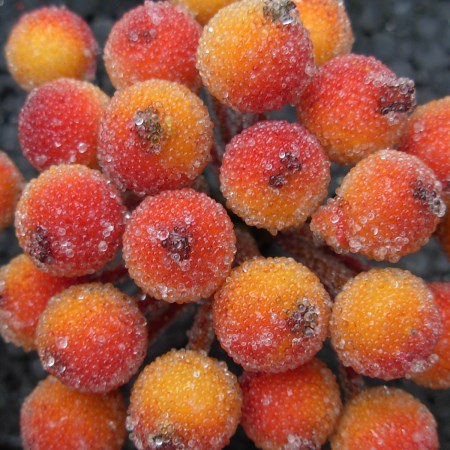 Sugared Berry Clusters 'orange red'