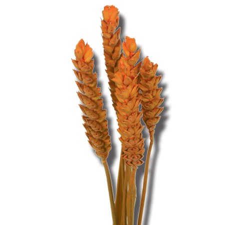 Wheat 'orange' Triticim