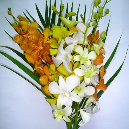 Mixed Orchids + 1