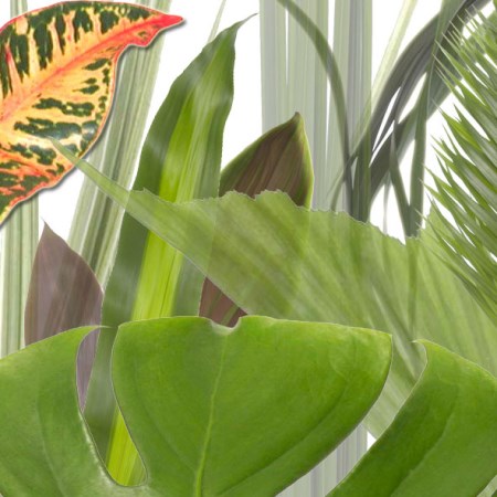 Mini Mix Mini tropical leaves ideal for hand-tied bouquets