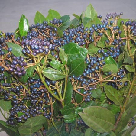 Viburnum 'Blue Berries'