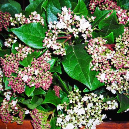 Viburnum 'Flowering'