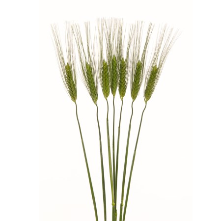 Green Wheat Triticum SPP