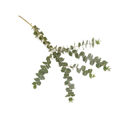 Eucalyptus 'Silver Dollar Gum' Eucalyptus Polyanthemus