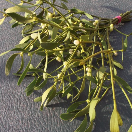 Mistletoe 'Bunch'