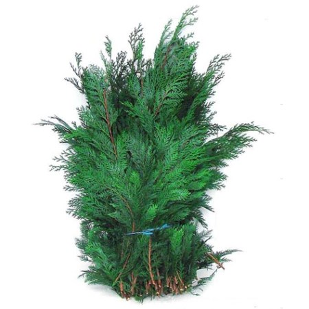 Conifer 50cm 'Blue'