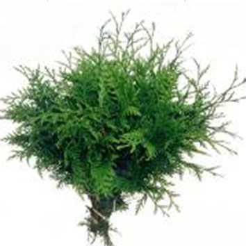 Conifer 'Tuja Plicata'