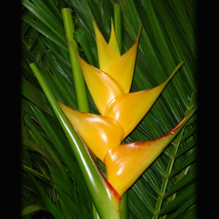 Heliconia 'Gold' Heliconia