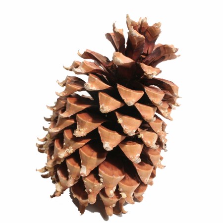 Coultier Pinecone 'Natural' 17-23cm
