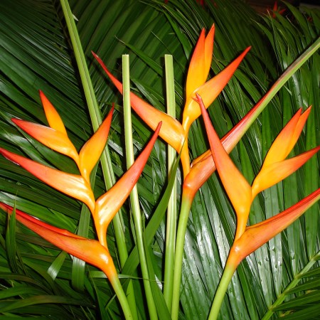 Heliconia 'Fire Opal' Heliconia