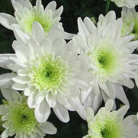 Chrysanthemum 'Ilvija' Chrysanthemum
