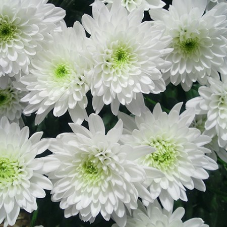 Chrysanthemum 'Zembla' Chrysanthemum
