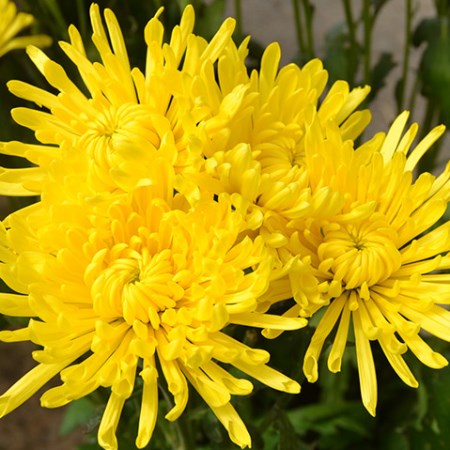 Chrysanthemum 'Aleksandrov' Chrysanthemum