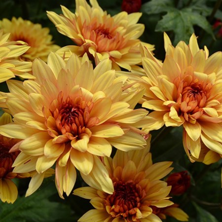Chrysanthemum 39;Dante Yellow39; Chrysanthemum