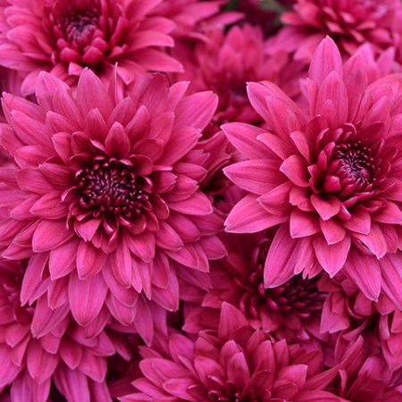 Chrysanthemum 'Dante Purple' Chrysanthemum