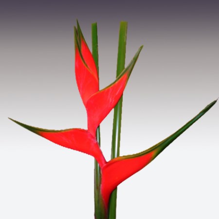 Heliconia 'Cruces-Adrian Red' Heliconia