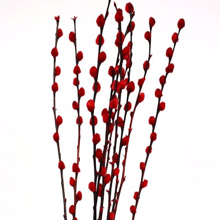 Pussy Willow 'Red' Salix