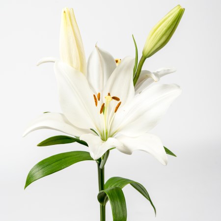 Lily 'LA White' Longiflorum