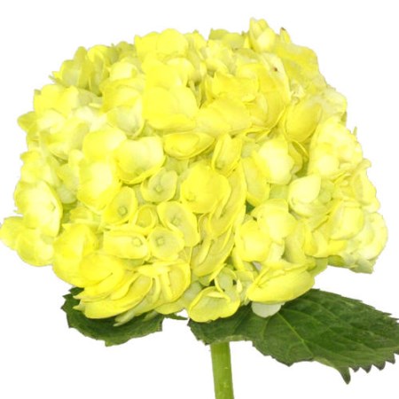 Hydrangea 'Yellow' Hydrangea