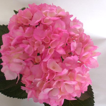 Hydrangea 'Tinted Hot Pink' Hydrangea
