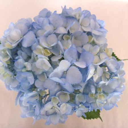 Hydrangea 'Tinted Blue' Hydrangea