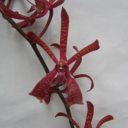 Aranda 'Annie Black' Orchidaceae