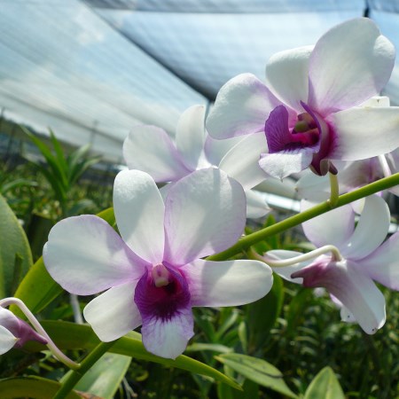 Dendrobium 'Hiang Beauty' Orchidaceae