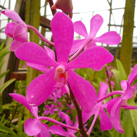Mokara 'Calypso Pink' Orchidaceae