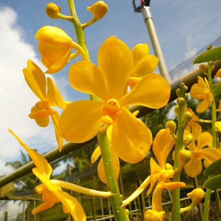 Mokara 'CP Gold' Orchidaceae
