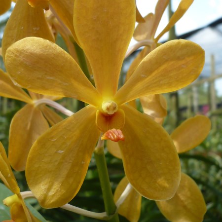 Mokara 'New Orange' Orchidaceae