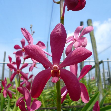 Mokara 'New Red' Orchidaceae