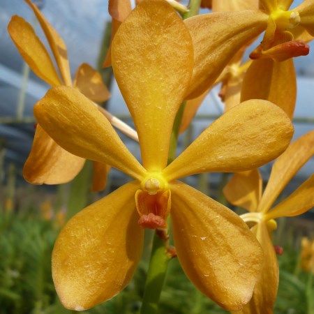 Mokara 'Tropical Orange' Orchidaceae