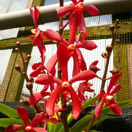 Aranda 'Top Red' Orchidaceae
