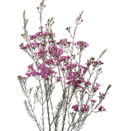 Wax Flower 'MB Violet' Chamelaucium uncinatum