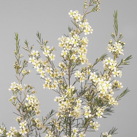 Wax Flower 'Ofir' Chamelaucium uncinatum