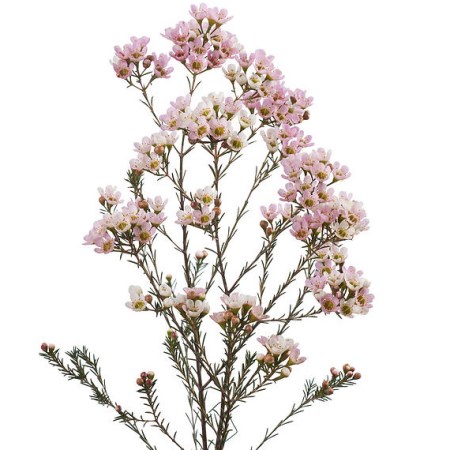 Wax Flower 'Revelation' Chamelaucium uncinatum
