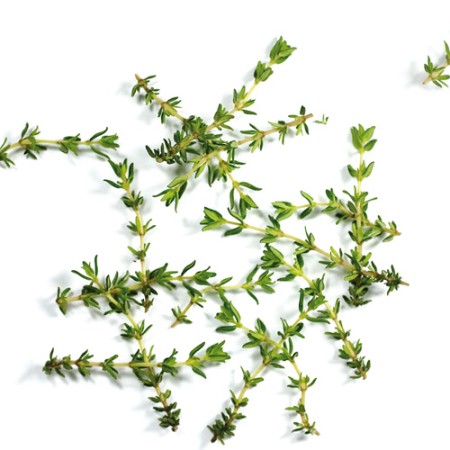 Thyme Thymus vulgaris