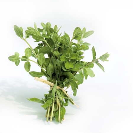 Marjoram Origanum Majorana