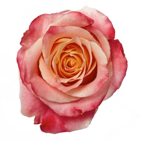Rose '3D' Rosa