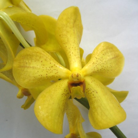 Orchid 'Mokara Sunshine Yellow' Orchidaceae