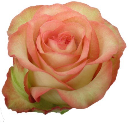 Rose 'Boheme' Rosa