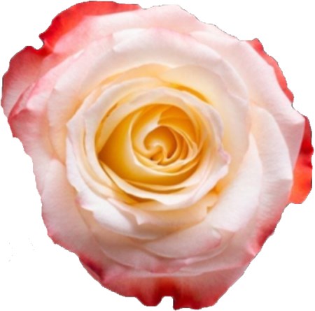 Rose 'Cabaret' Rosa